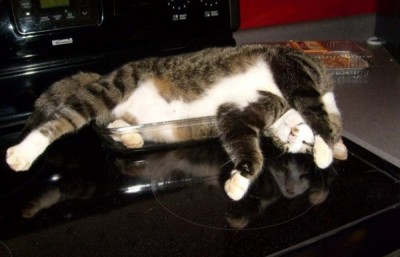 CAT ON STOVE2