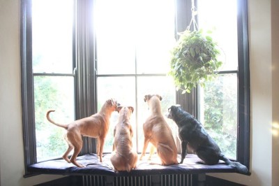 WINDOW DOG SEAT